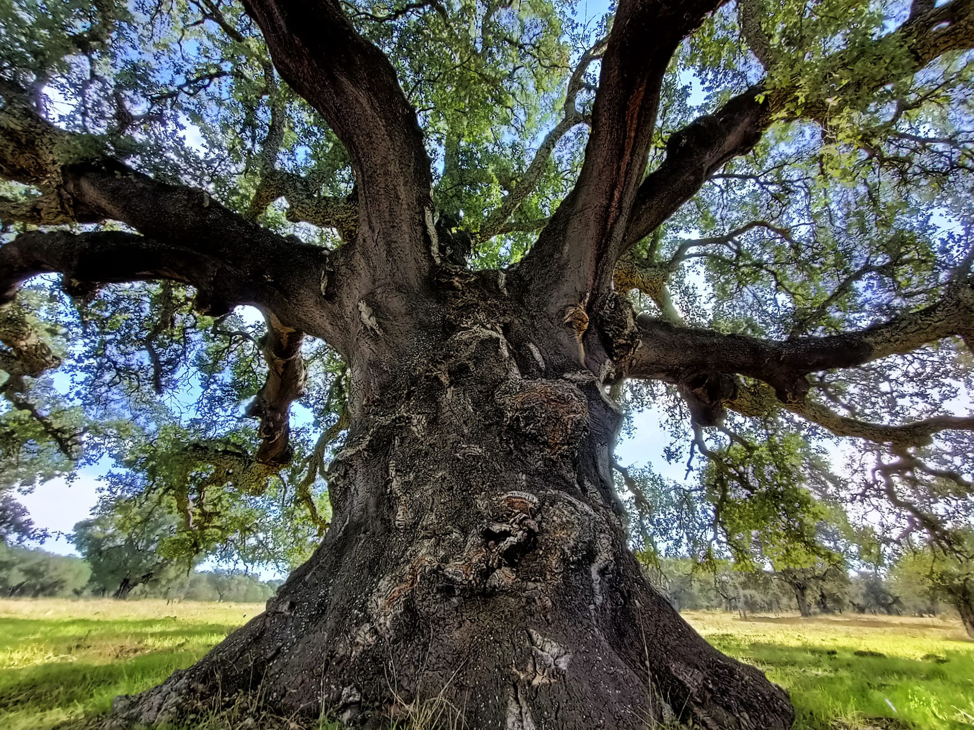 El anciano alcornoque — fotografía 1
