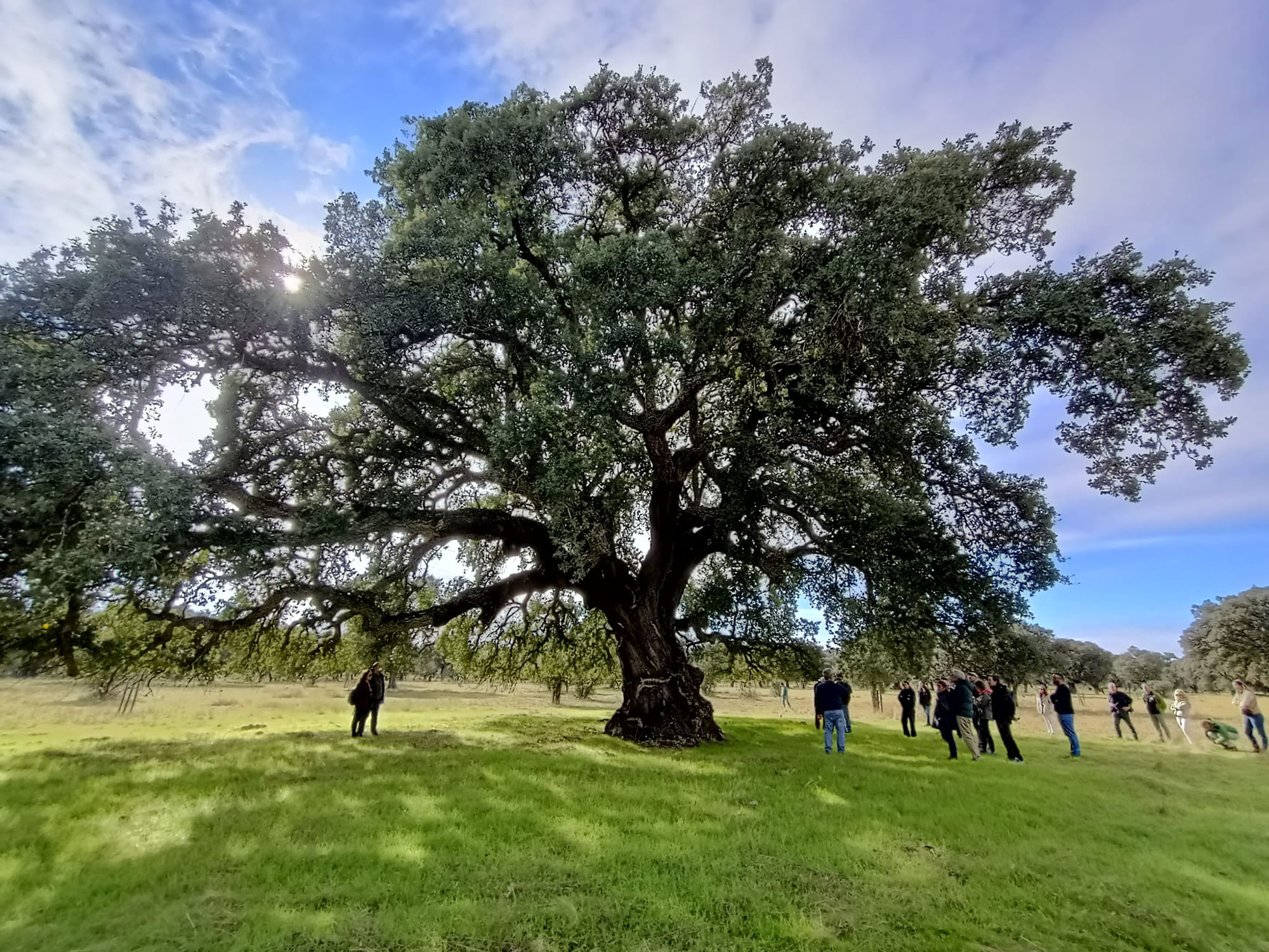 El anciano alcornoque — fotografía 3