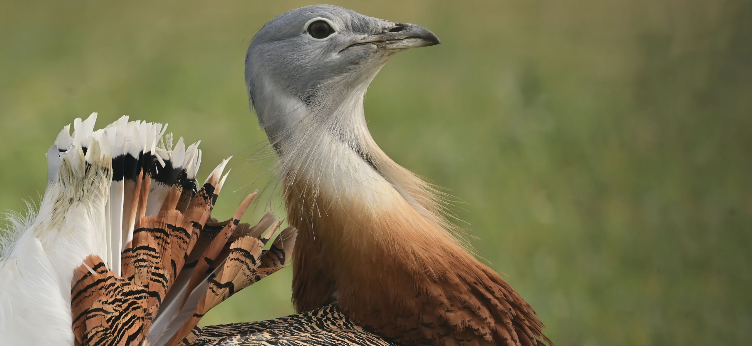 Llanuras abiertas de Oropesa y aves esteparias
