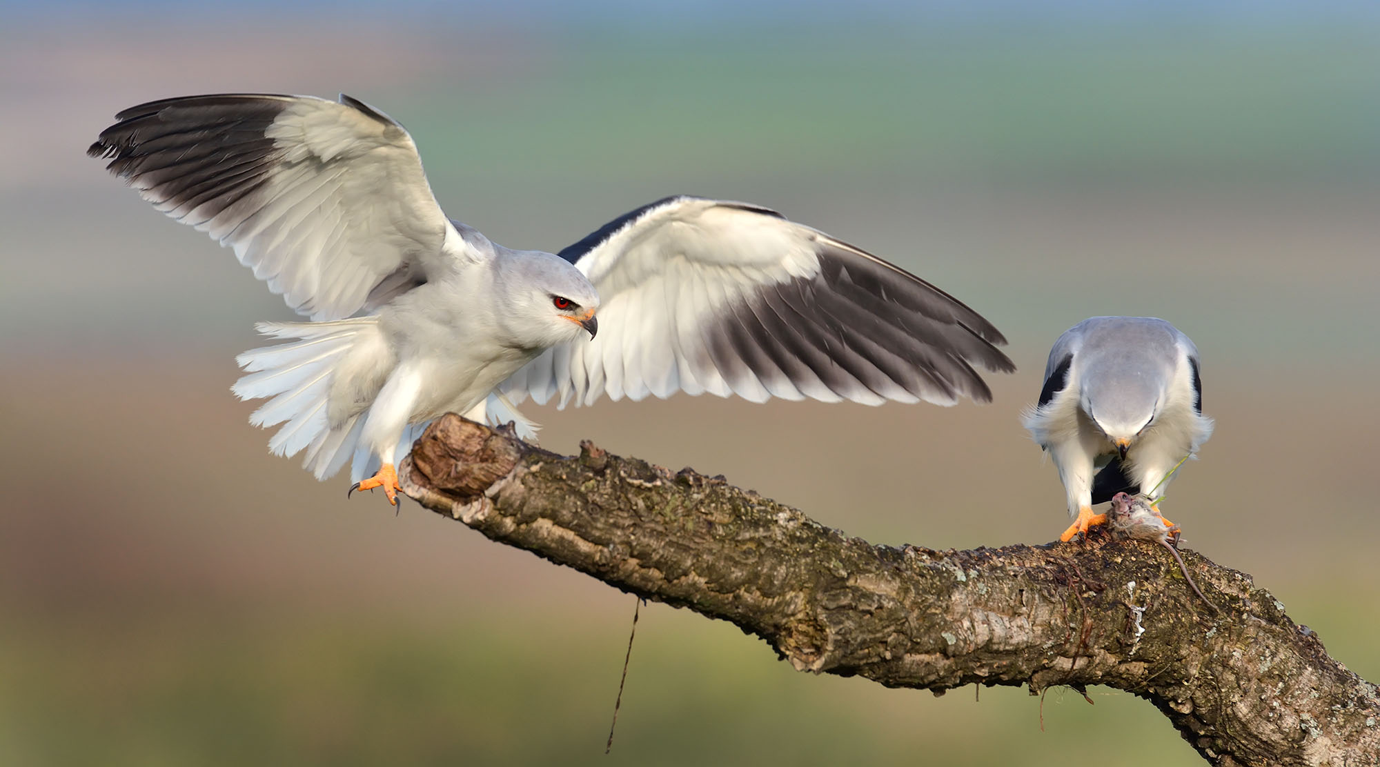 Llanuras de Oropesa y sus aves — fotografía 1
