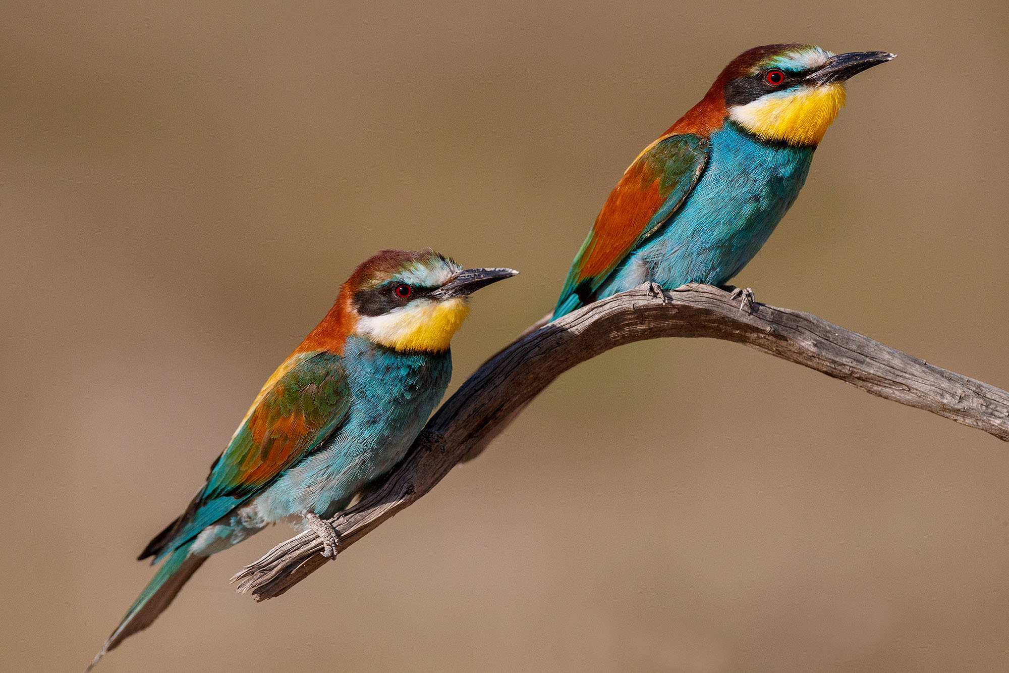 Llanuras de Oropesa y sus aves — fotografía 2