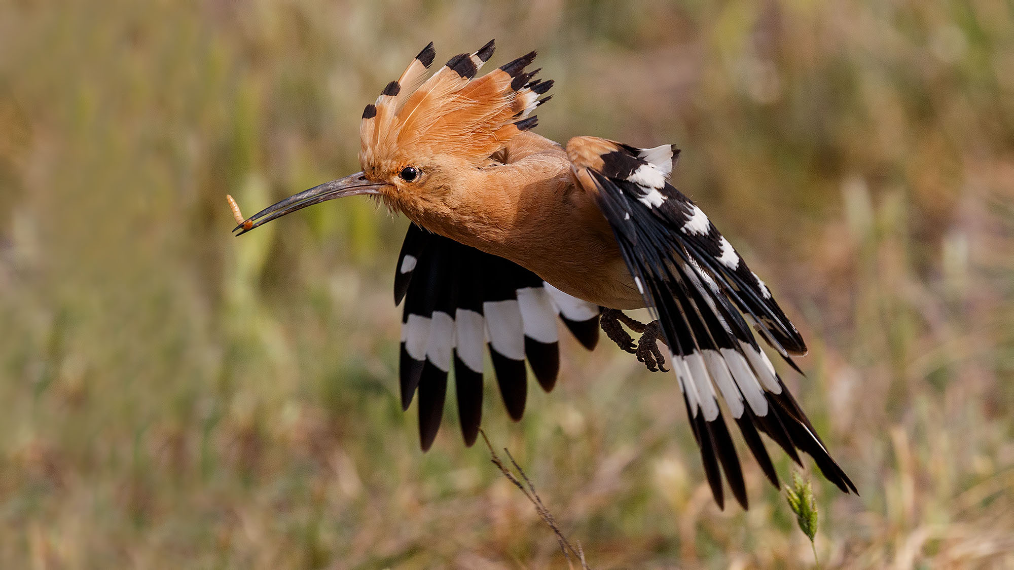 Llanuras de Oropesa y sus aves — fotografía 3