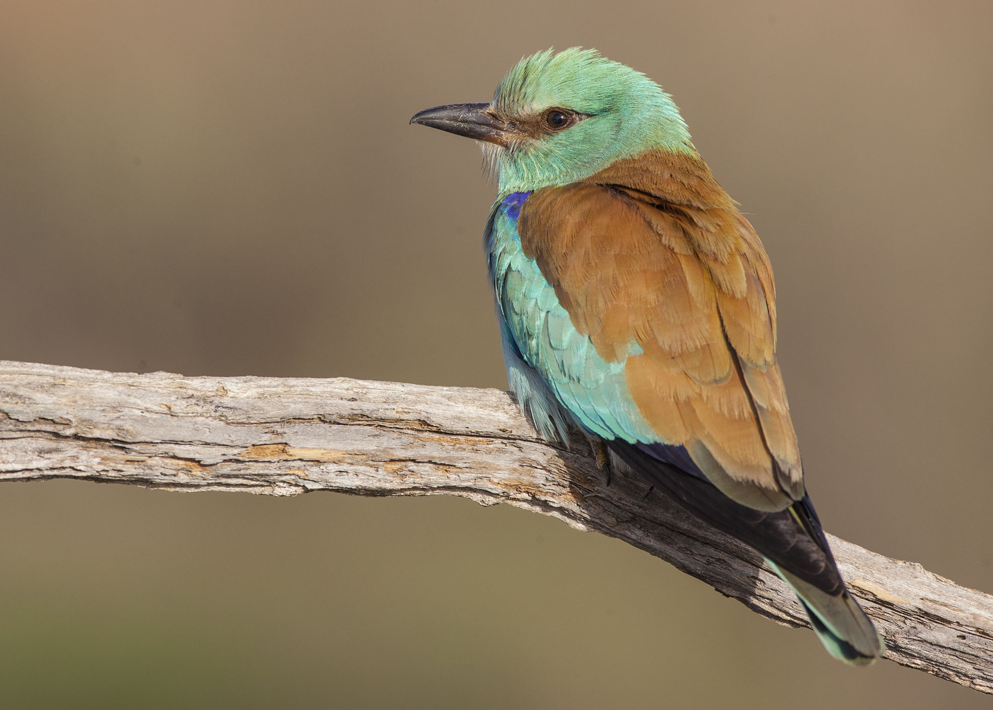 Llanuras de Oropesa y sus aves — fotografía 4