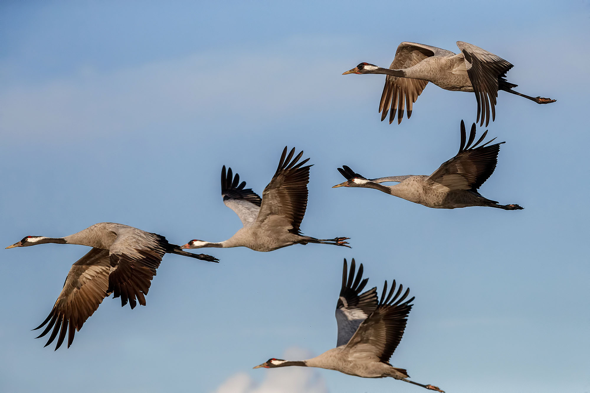Humedales y aves acuáticas — fotografía 2