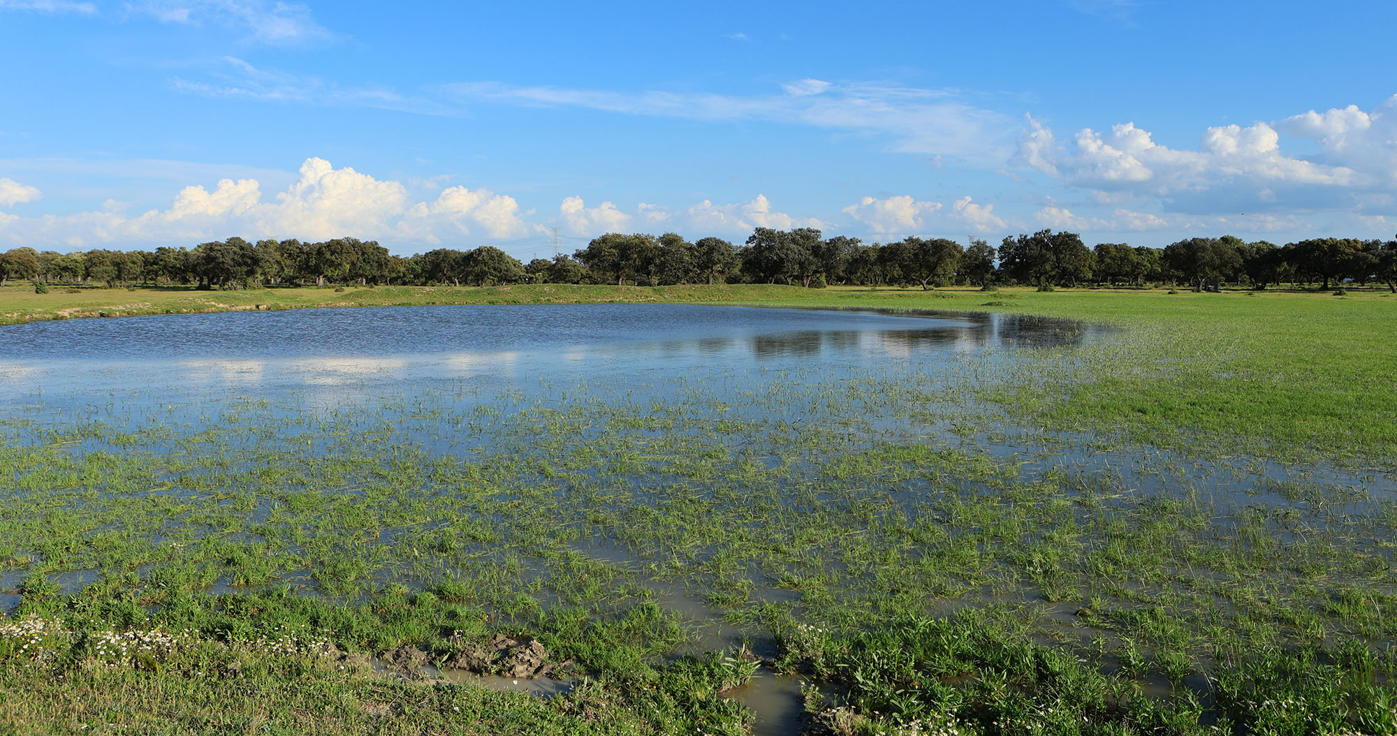 Humedales y aves acuáticas — fotografía 3