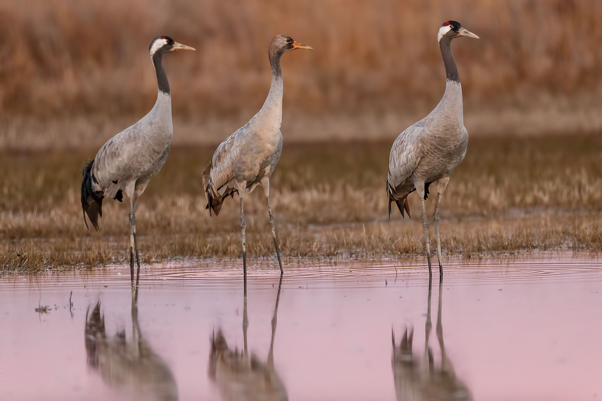 Humedales y aves acuáticas — fotografía 4