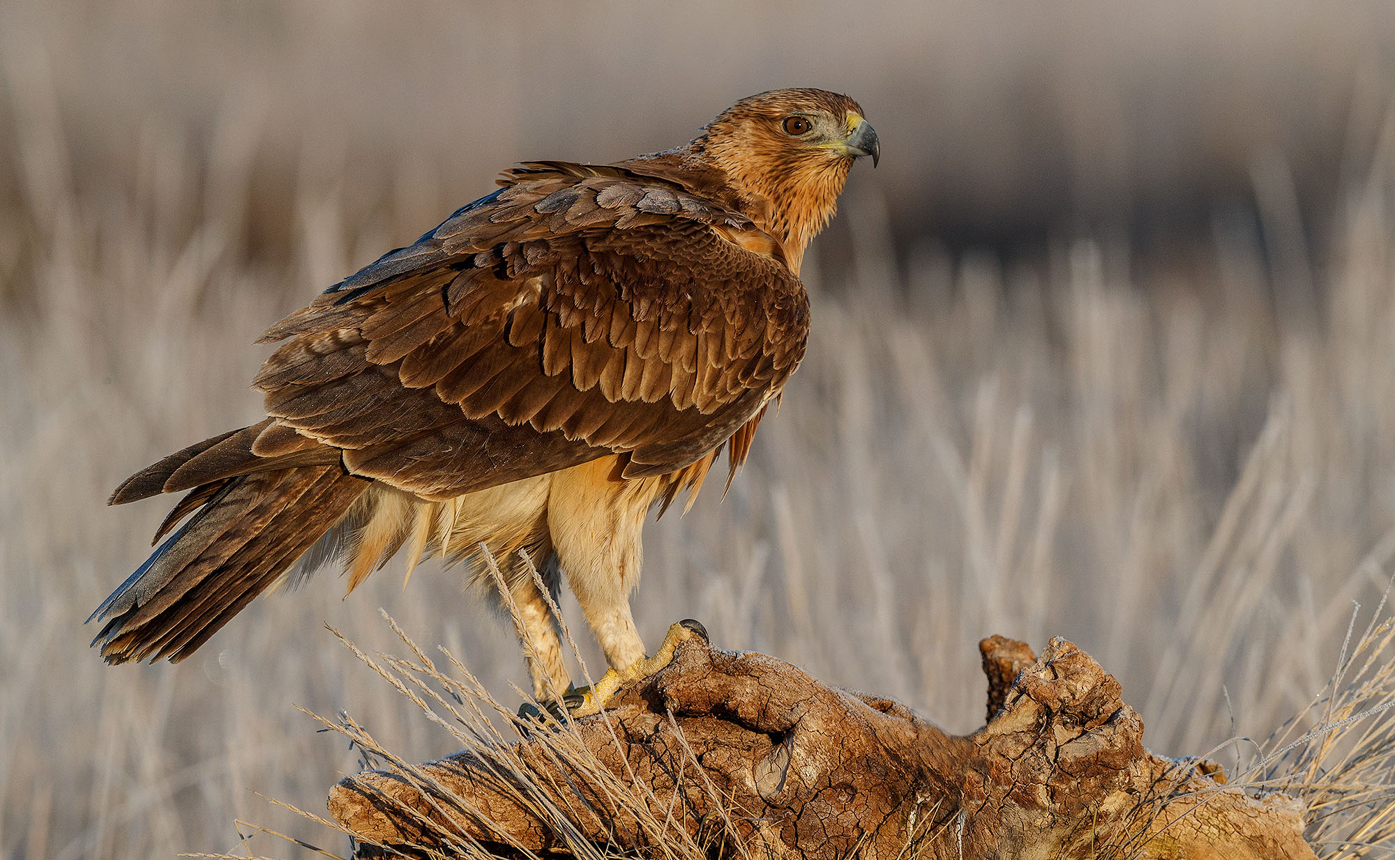 Rapaces de la Campana — fotografía 1