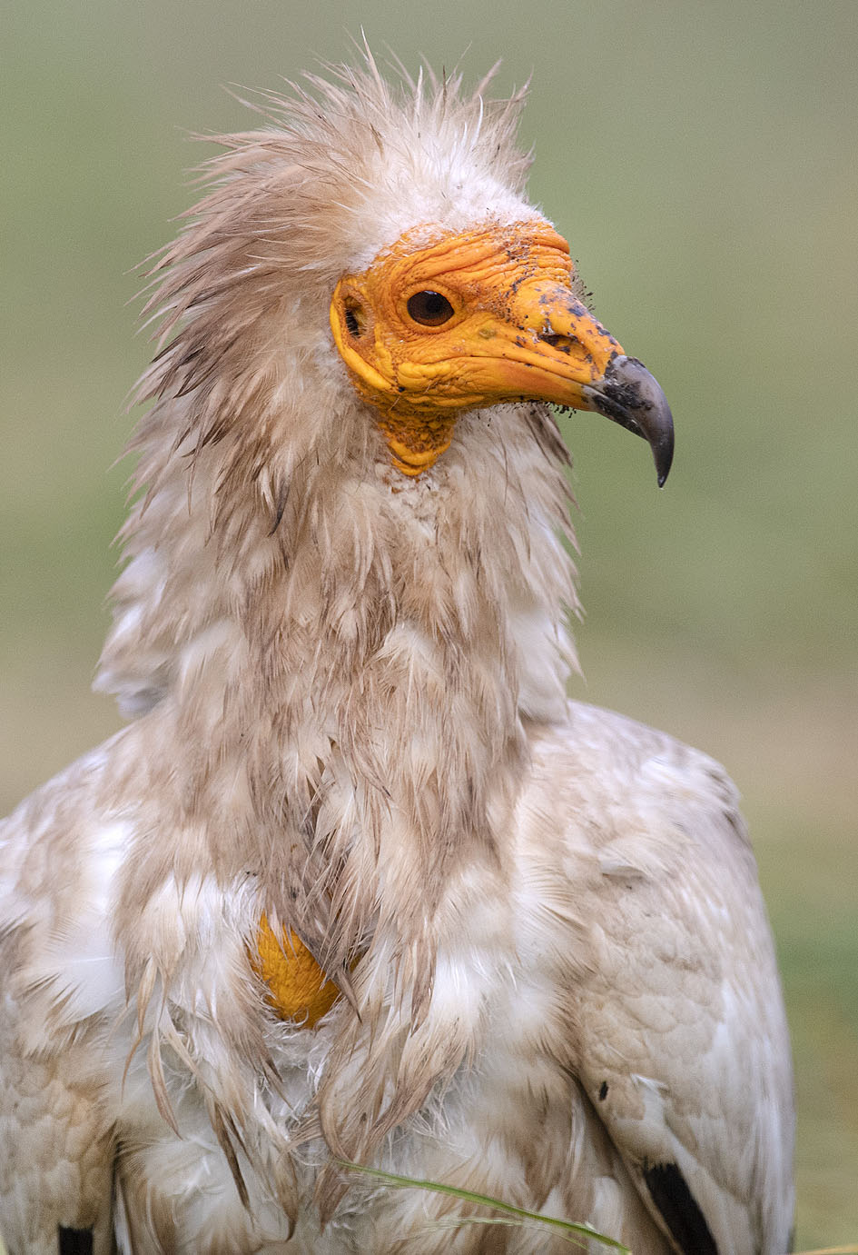 Rapaces de la Campana — fotografía 2
