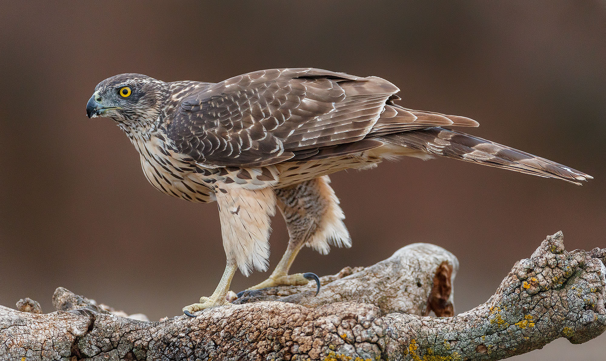 Rapaces de la Campana — fotografía 3