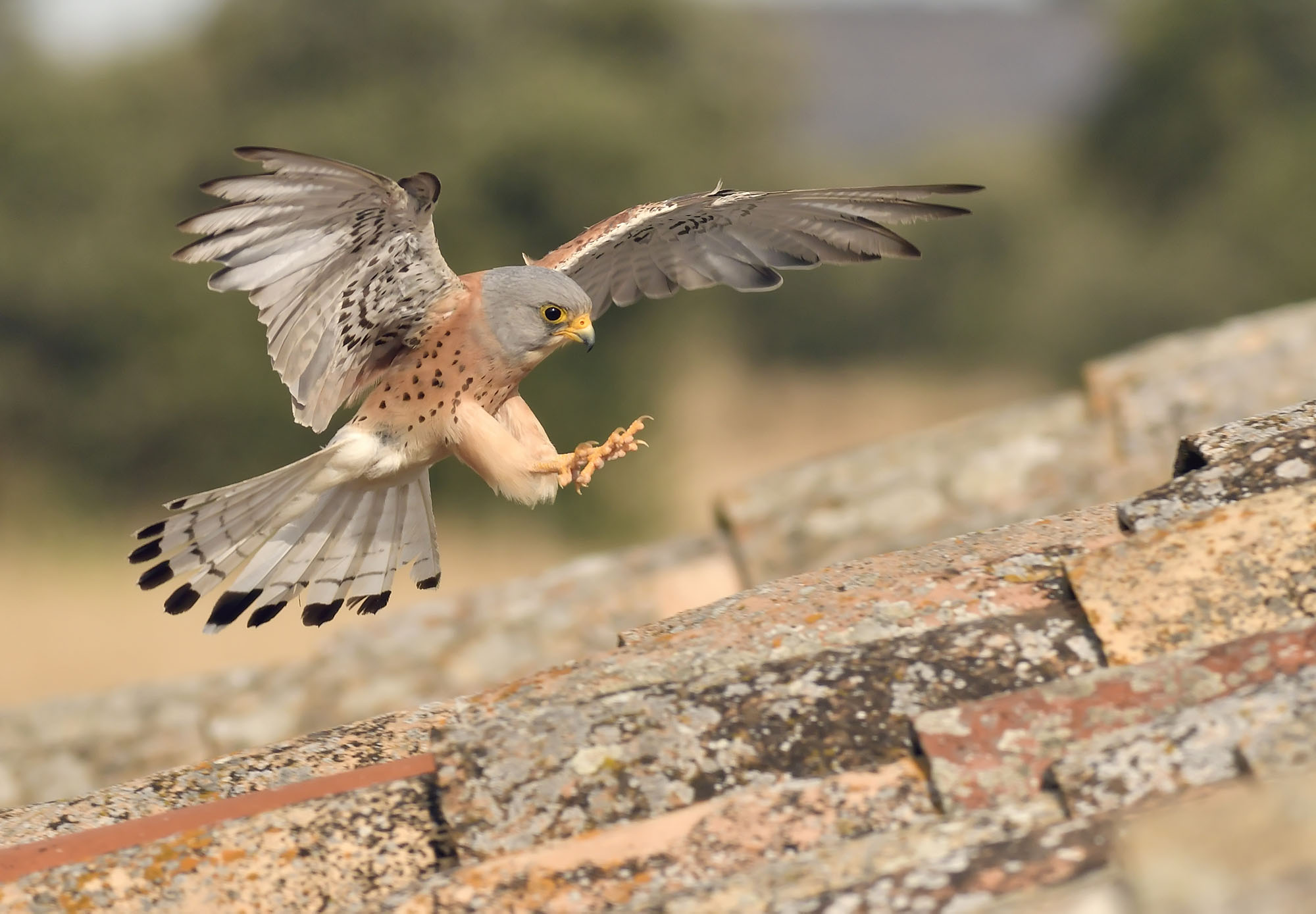 Rapaces de la Campana — fotografía 4
