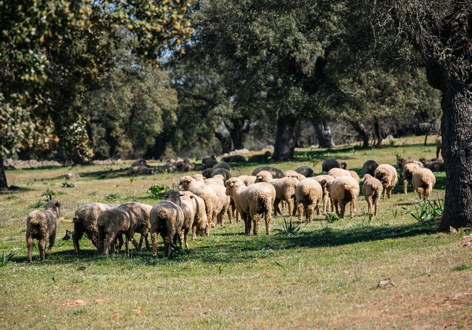 Saberes de la dehesa — fotografía 1