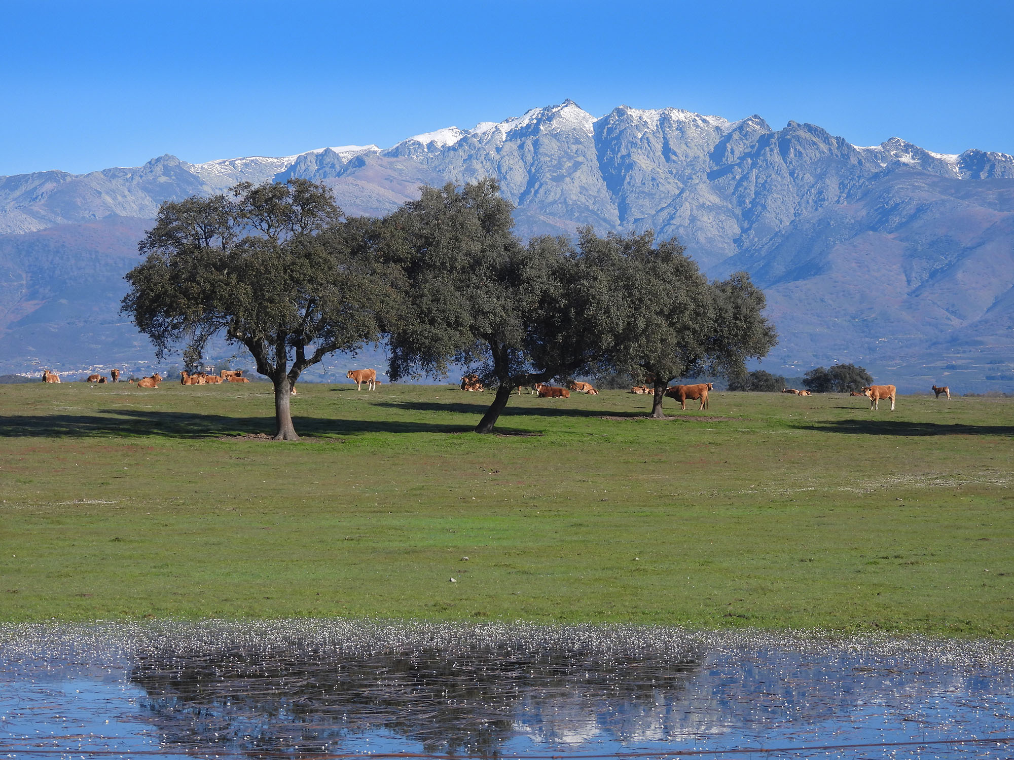Saberes de la dehesa — fotografía 3
